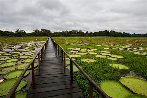 Pantanal